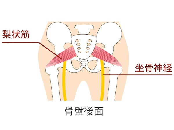 自宅でできる梨状筋ストレッチ3選!周辺の筋肉もケアして骨盤を安定化
