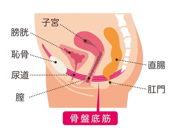 骨盤底筋の基礎知識と50代女性との関係