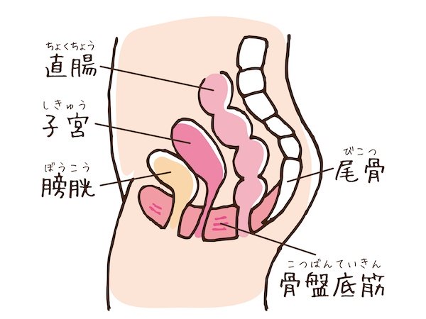 骨盤底筋