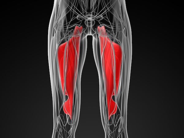 内転筋は「歩く・立つ・座る」を支える重要な筋肉