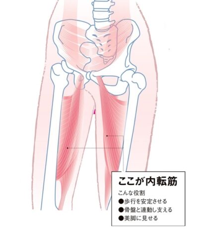 「内転筋」が重要！ 衰えるとO脚や歩行困難のリスクも