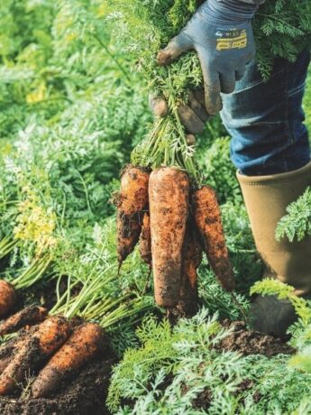 品種改良の甘さへの違和感。私たちが取り戻すべき「自然な味覚」