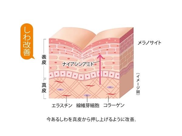真皮（しんぴ：肌の深い層）に働きかけて今あるしわを改善